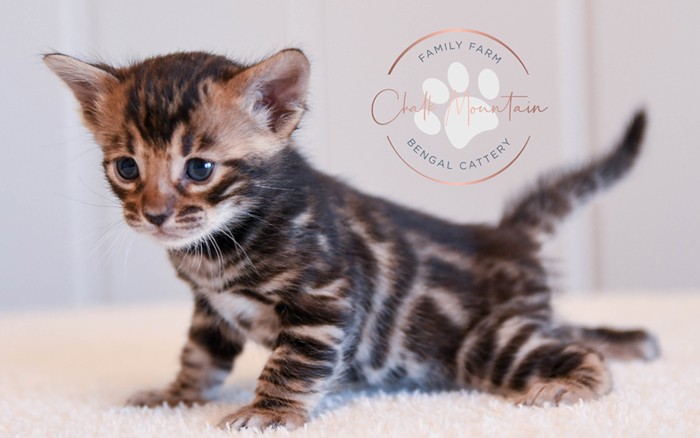 Bengal kitten for sale